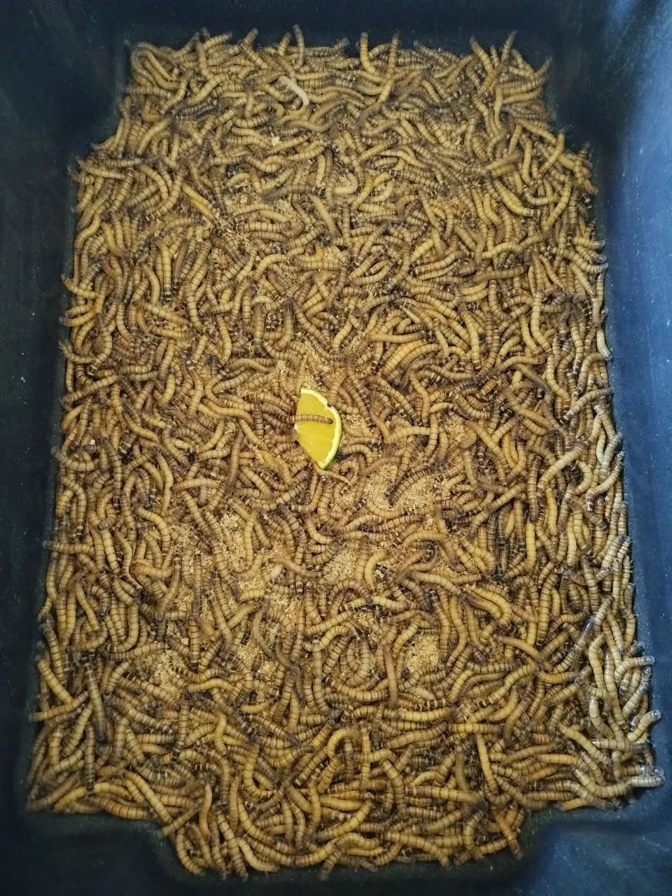 Tenébrio gigante - Foto 3