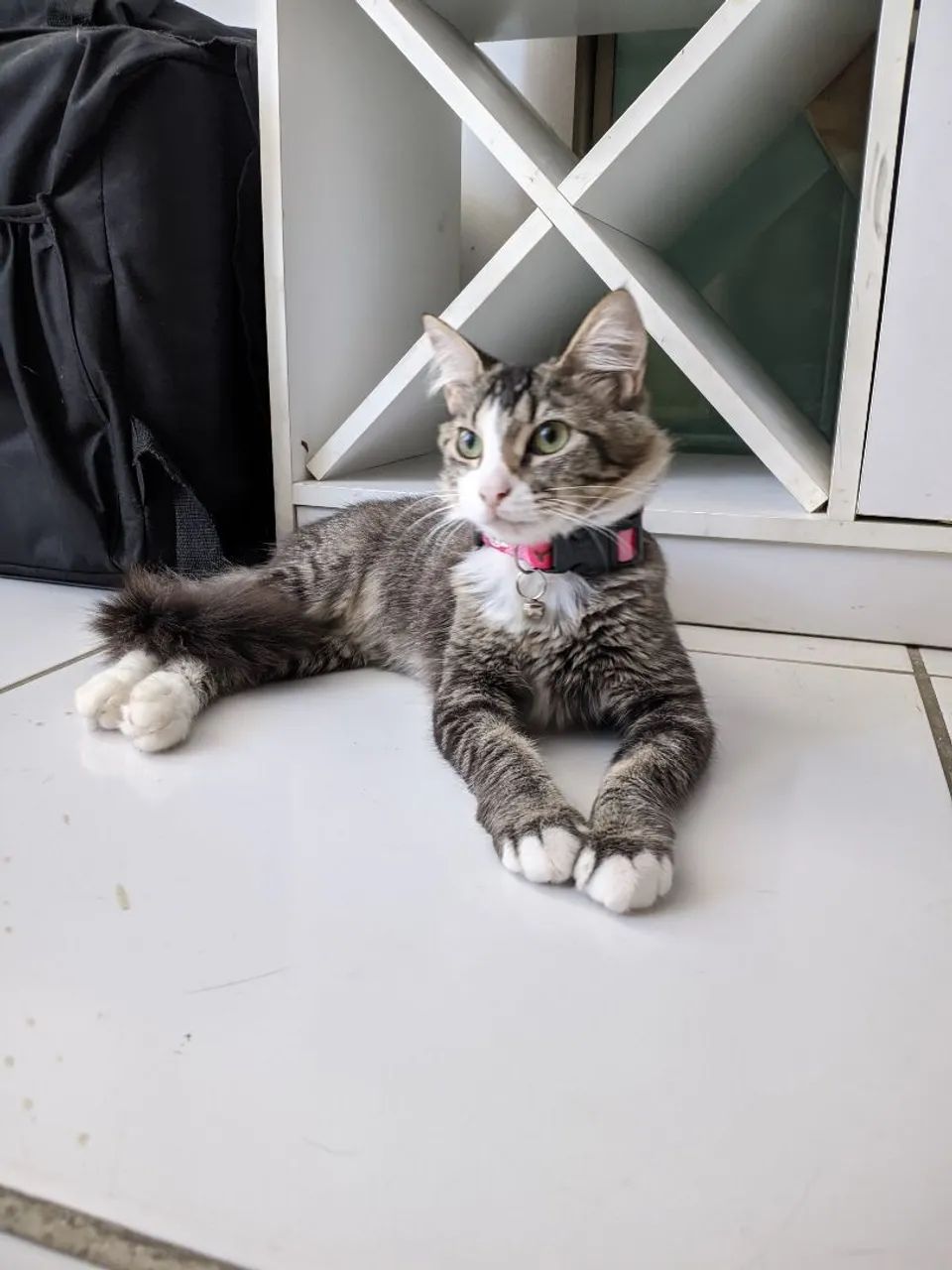 Gatinha Castrada para adoção  - Foto 2