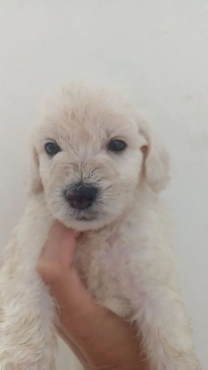 Filhotes de Poodle - Foto 3