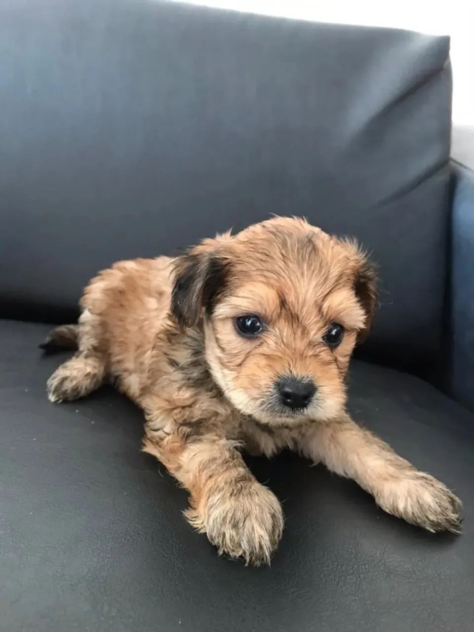 Cachorro ilasa com yorkshire caminha brinde