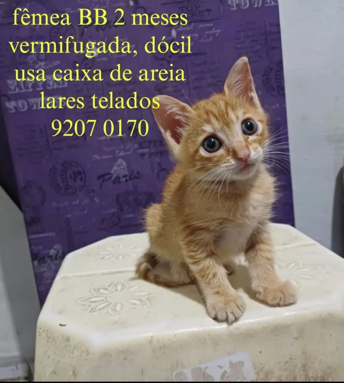 Gatinha filhote para adoção responsável 