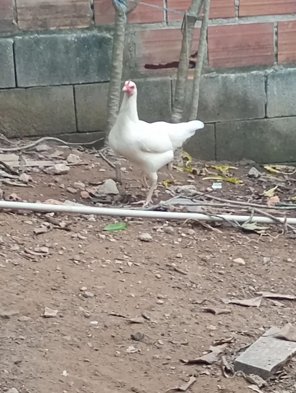 Vendo 4 Galinhas caipira  - Foto 4