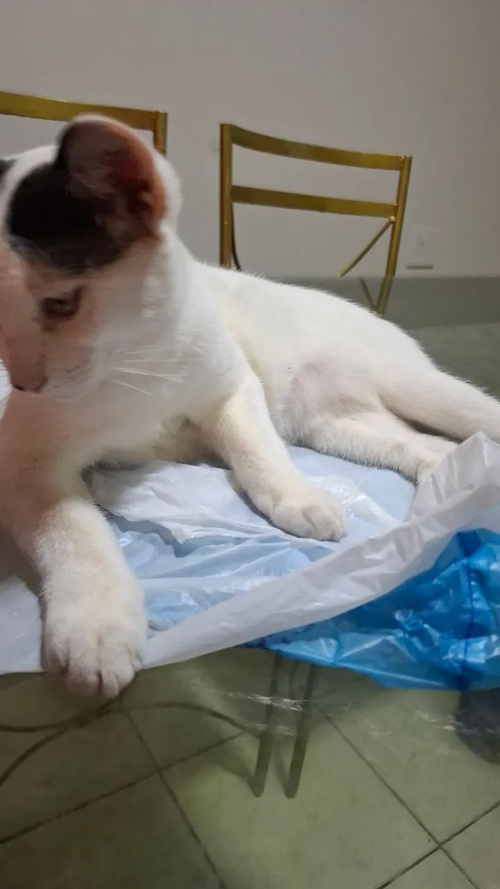 Gatinho para adoção RESPONSÁVEL!!!! - Foto 3
