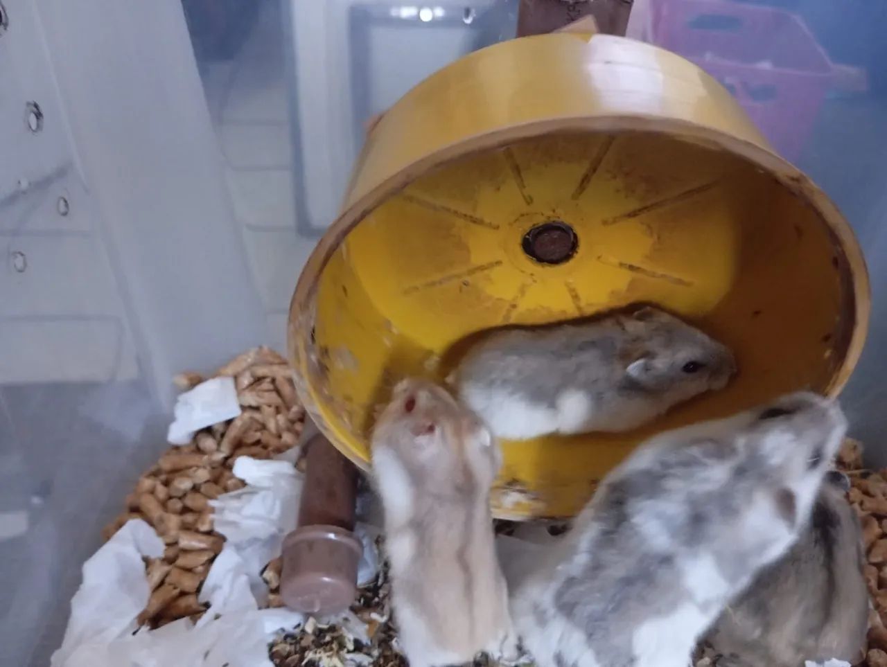 Hamster anã russo. - Foto 5