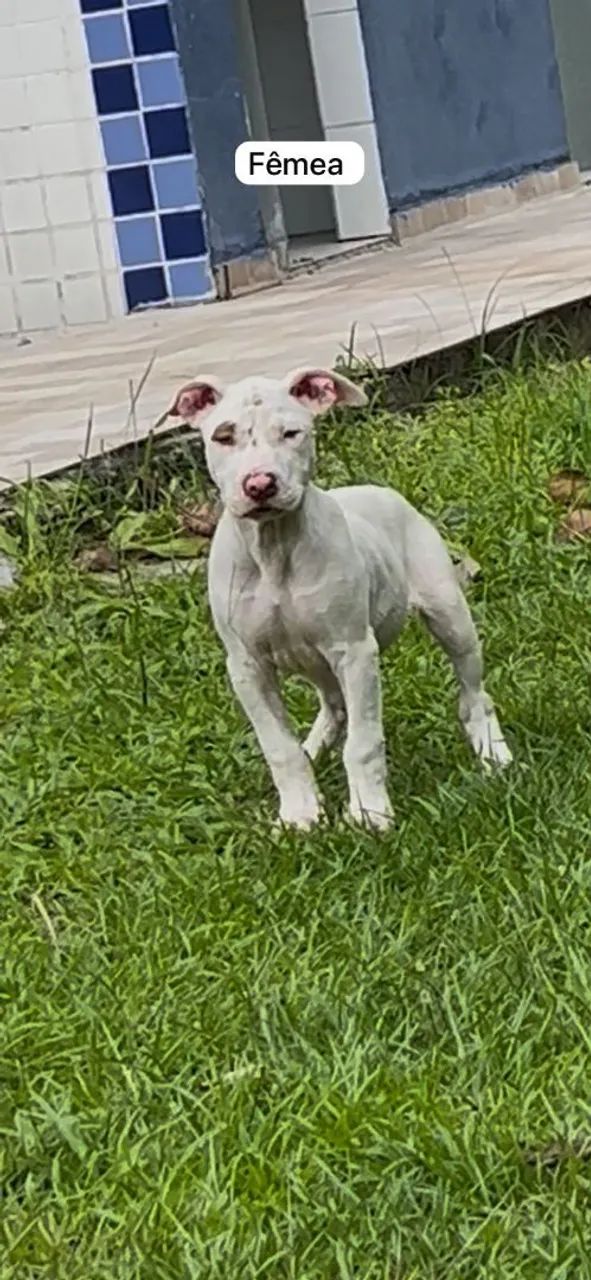 Filhotes de Pitbull - Foto 5