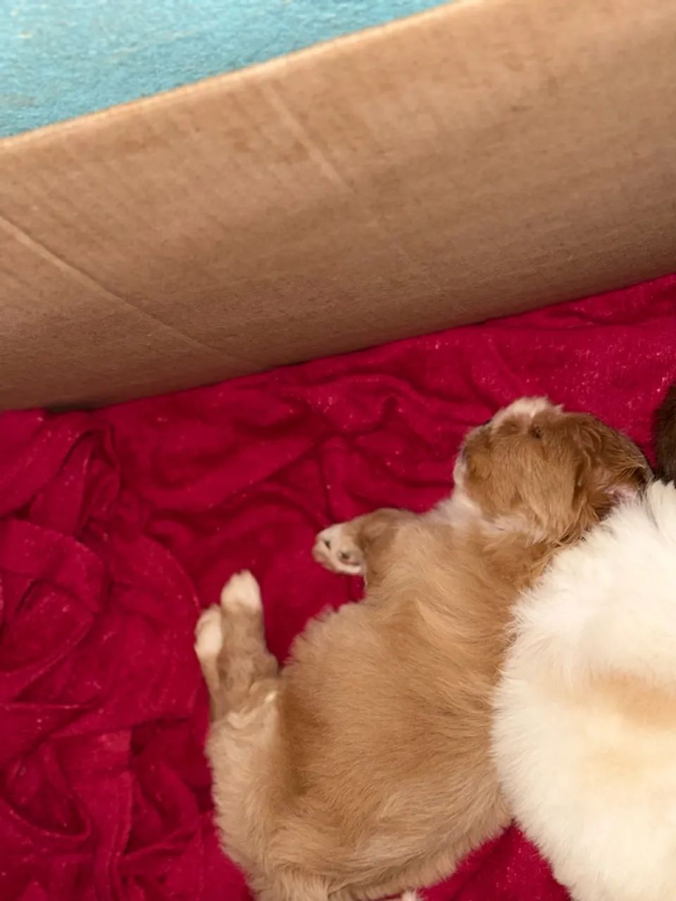 Fêmeas disponíveis 