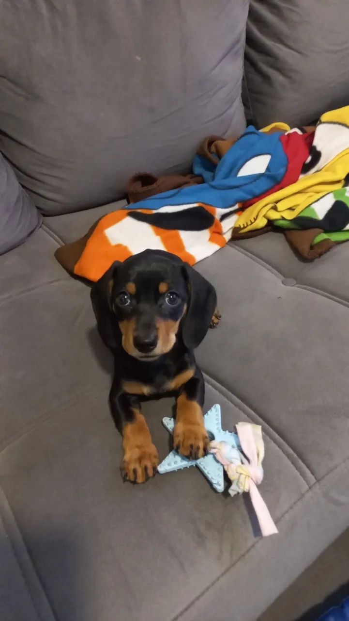 Doando cachorro  - Foto 2