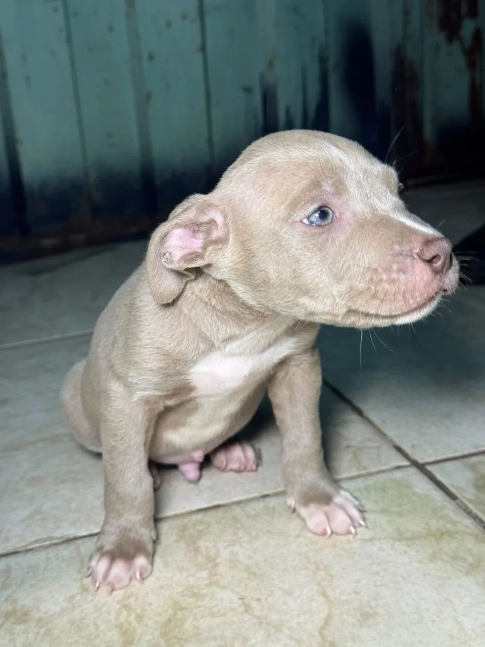 Filhote american bully  - Foto 4