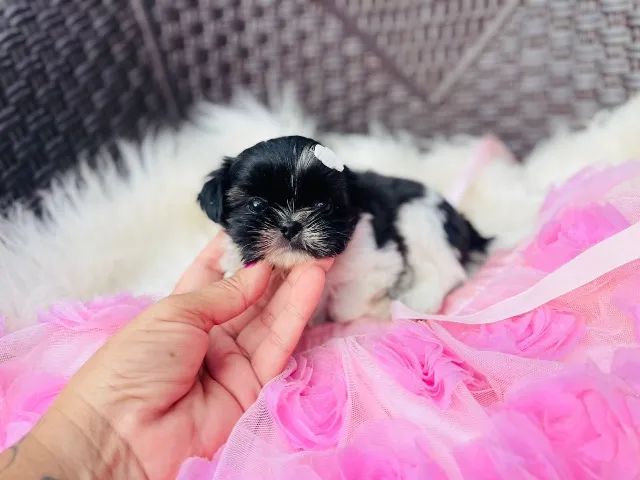 Shih Tzu Fêmea Linda - Carinhosa 