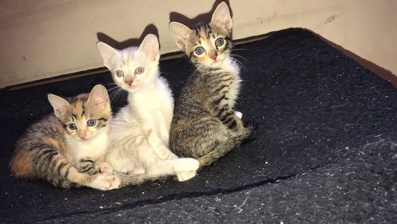 Gatinhas pra Doação ? - Foto 3
