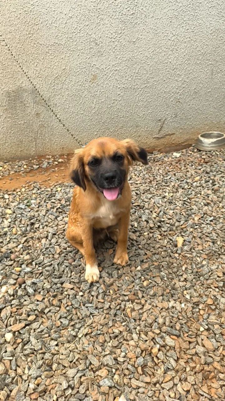 Doação cachorro macho  - Foto 2