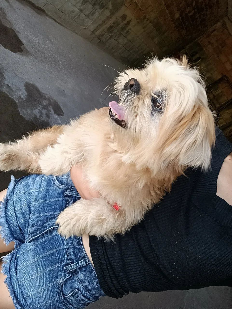 Cachorro shitzu 