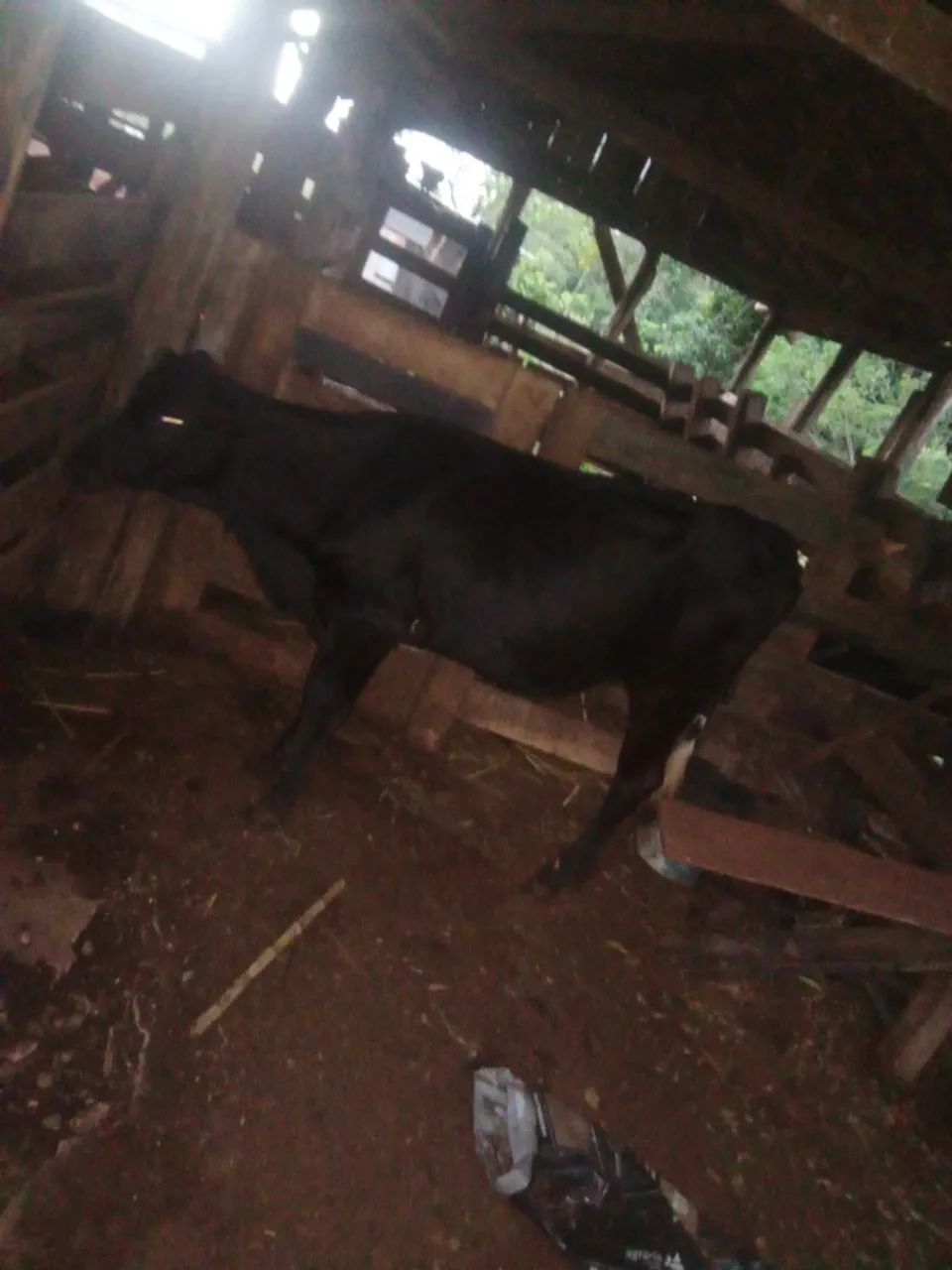 Vende se novilha 