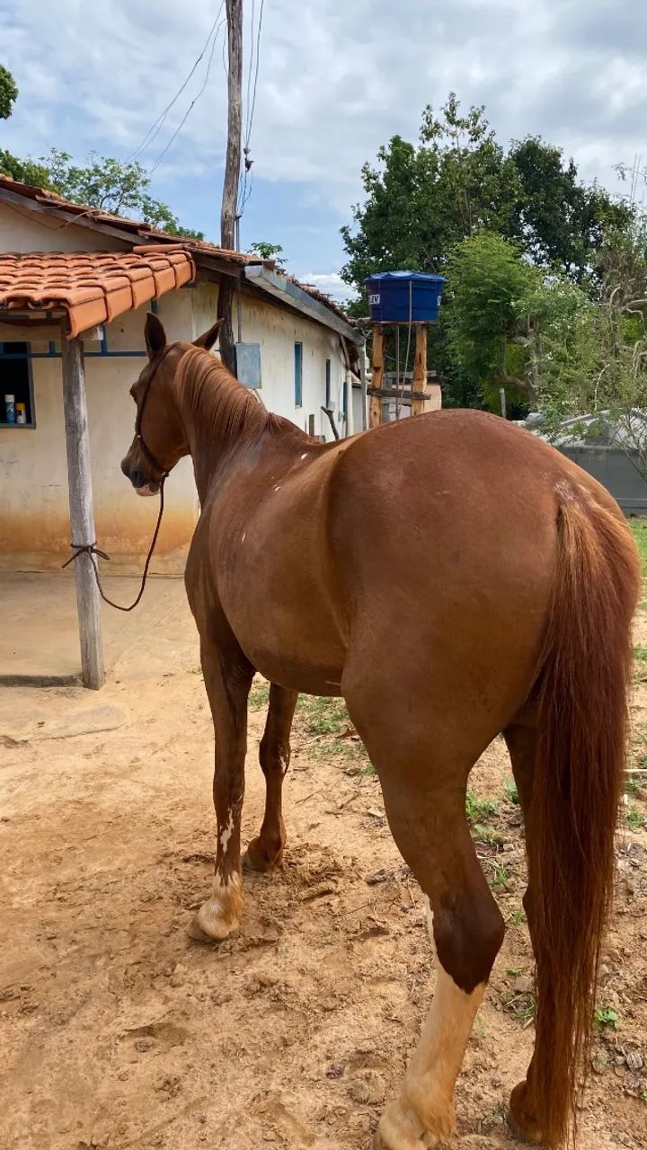 Cavalo à venda - Foto 4