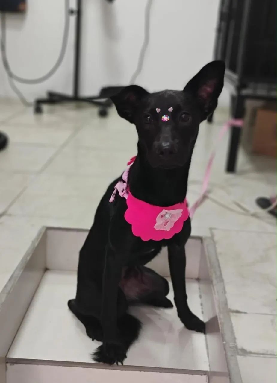 Cachorrinha pra doação - Foto 2