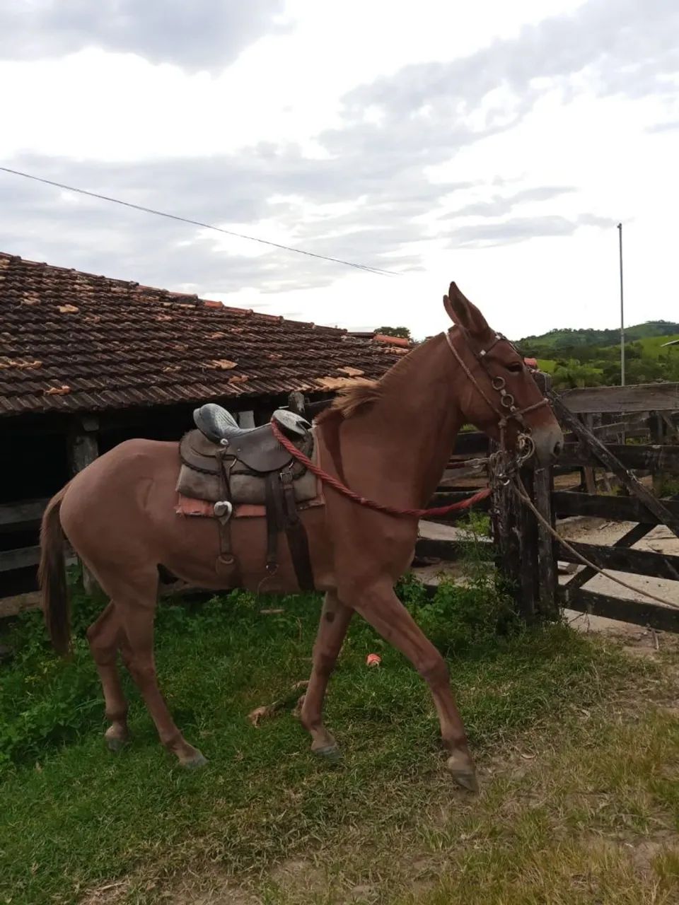 Burro e mula - Foto 2