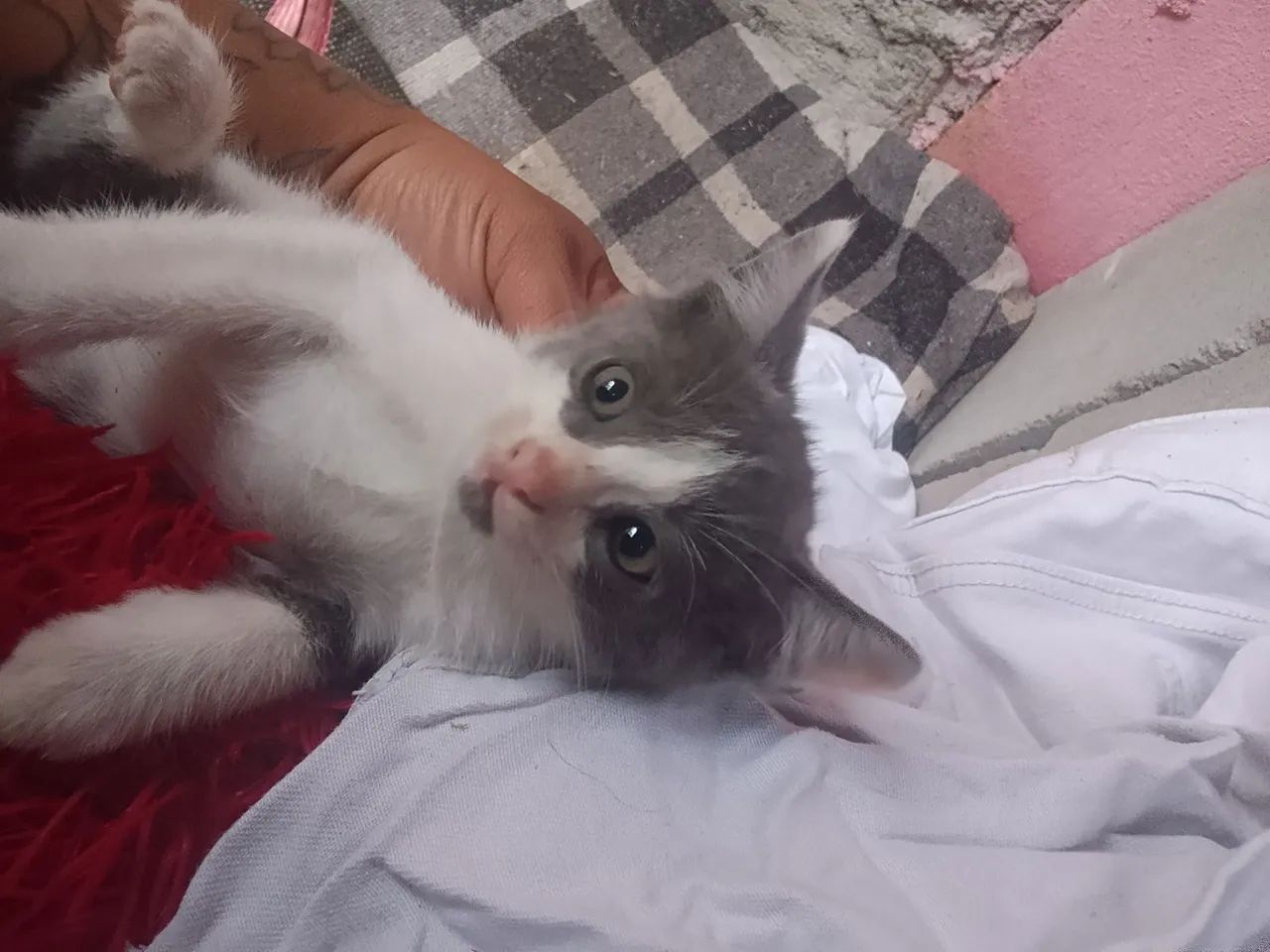 Filhotes de gato - Foto 3
