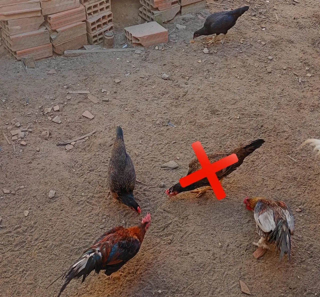 Galos e galinhas para venda ou troca - Foto 2