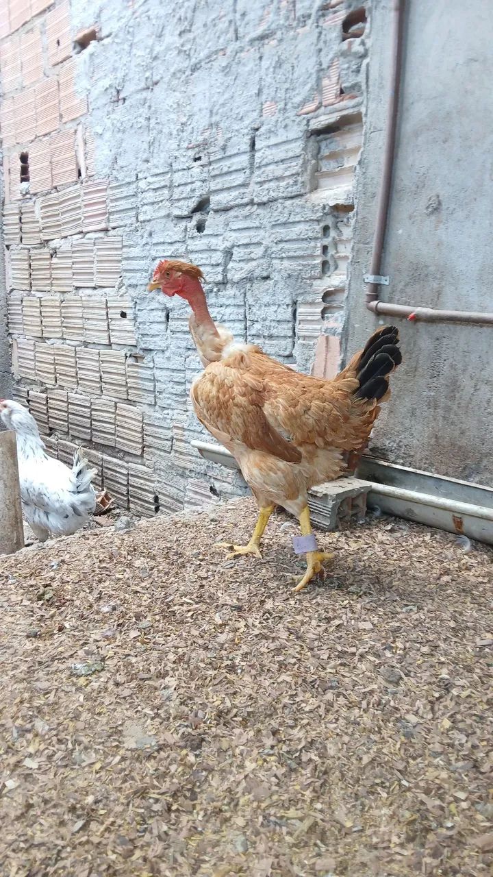 Galinha - Foto 5