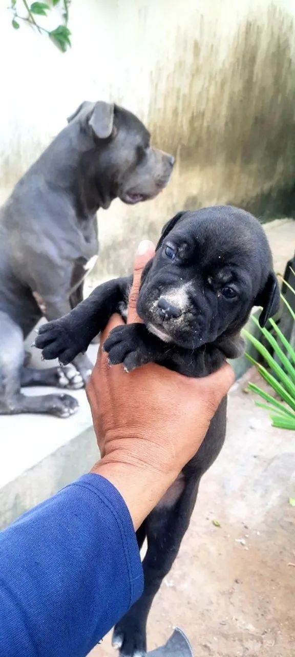 Pit Bull filhote - Foto 2
