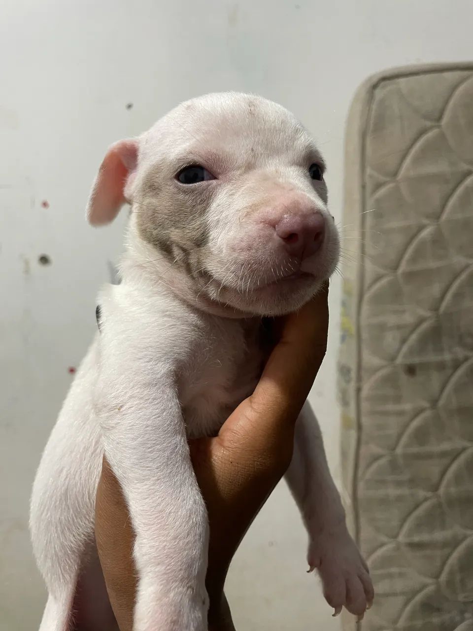 Filhote de pitbull  - Foto 4