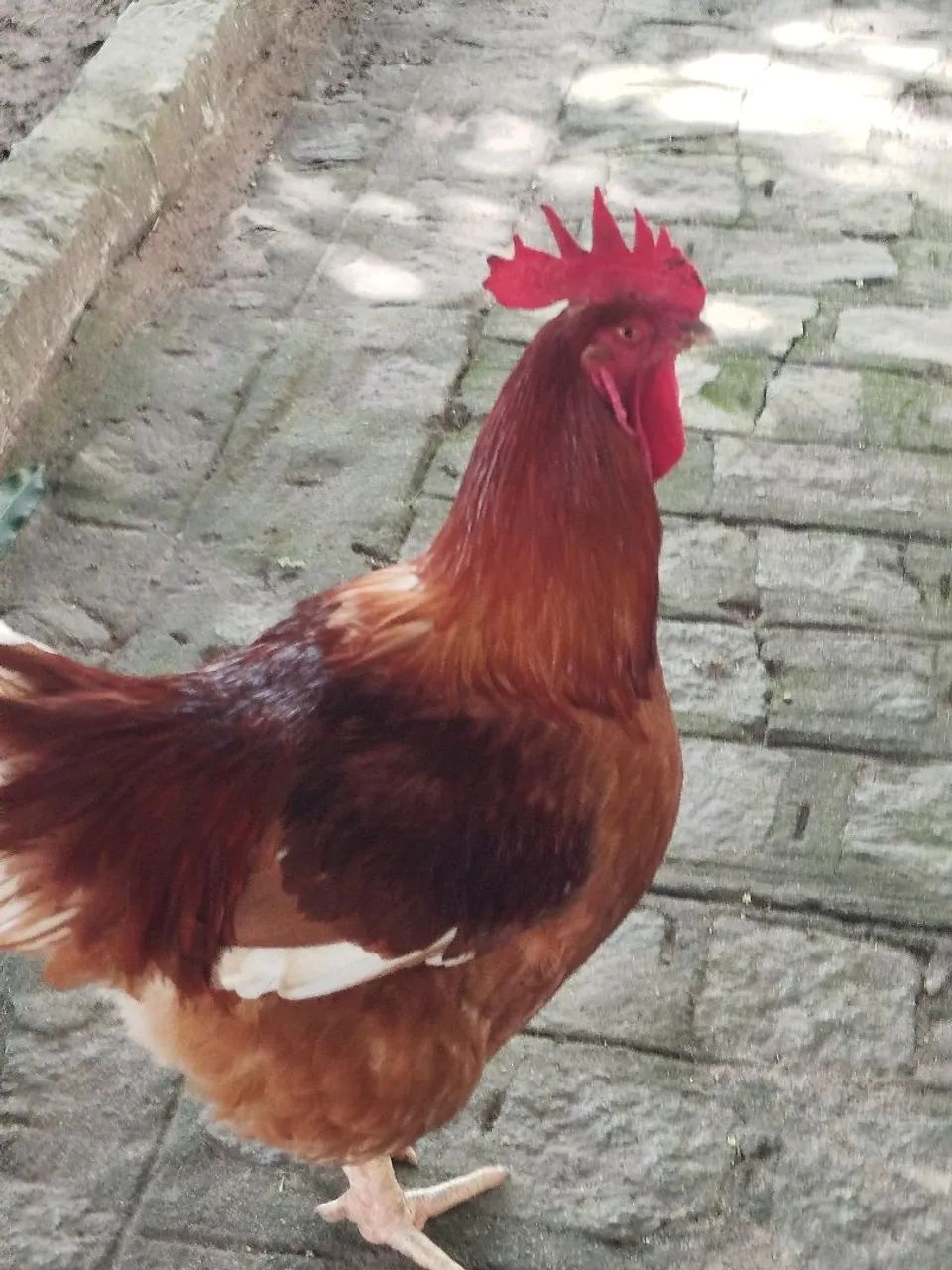 Galo reprodutor.