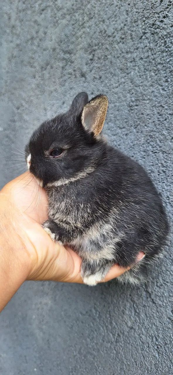 Mini coelho Netherland Dwarf  - Foto 4