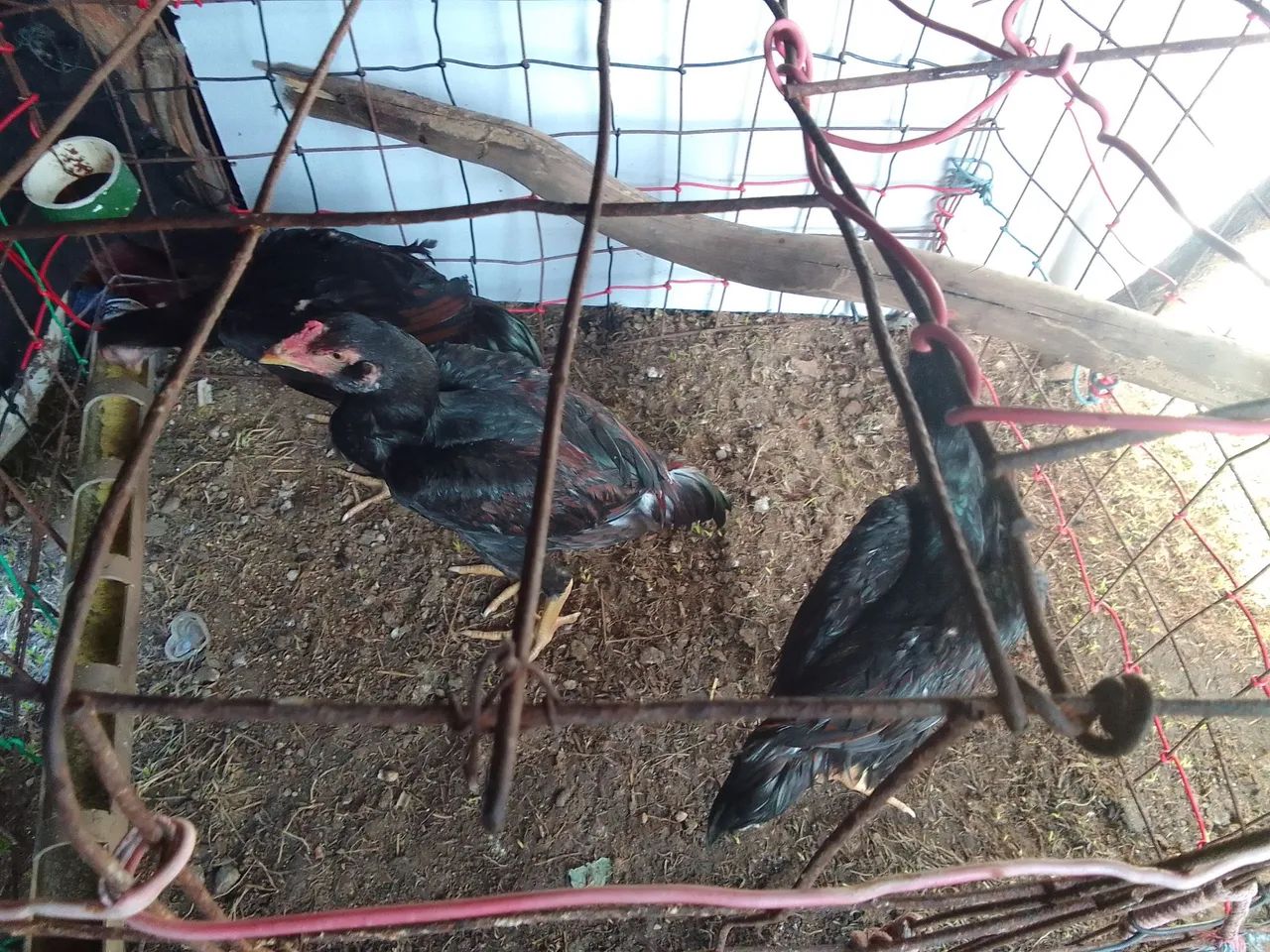 Frango indiano 50$ a unidade  - Foto 4