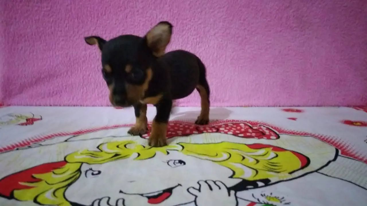 Miniaturas canina - Foto 3