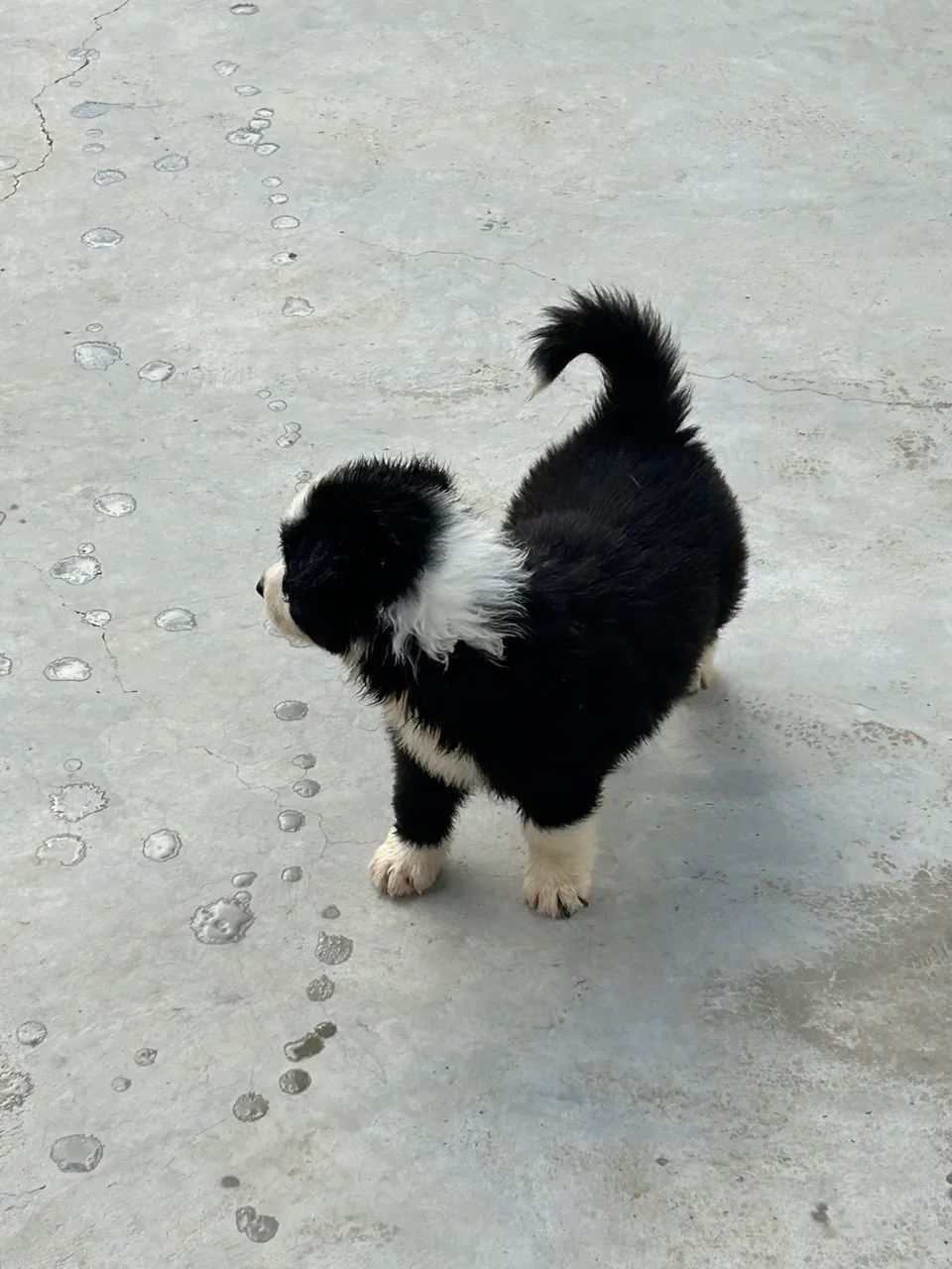 Filhotes de boder colhwr - Foto 5