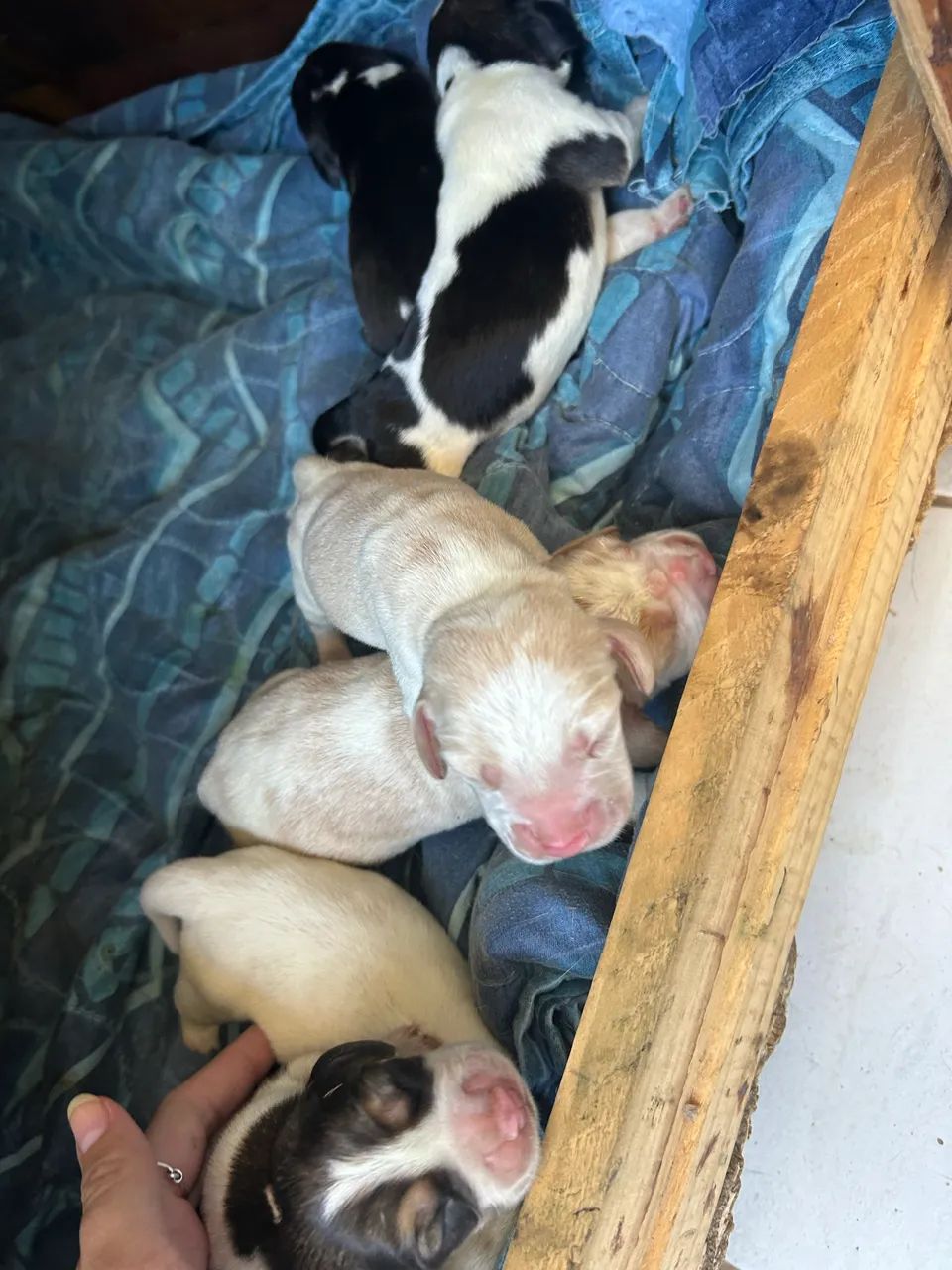 Filhotes de Beagle  - Foto 3