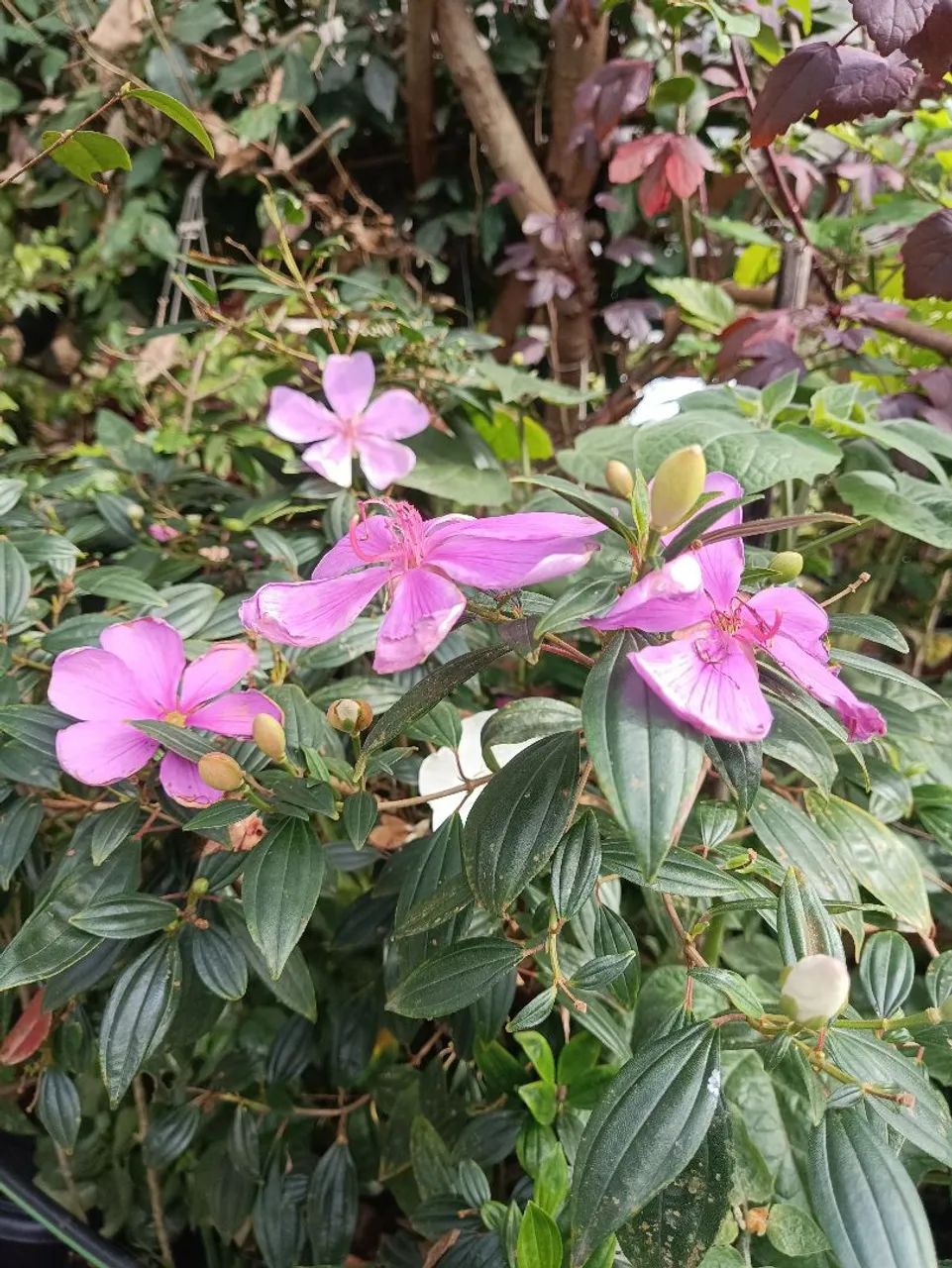 Lindas Mudas de Manacá-da-Serra à Venda! - Foto 3