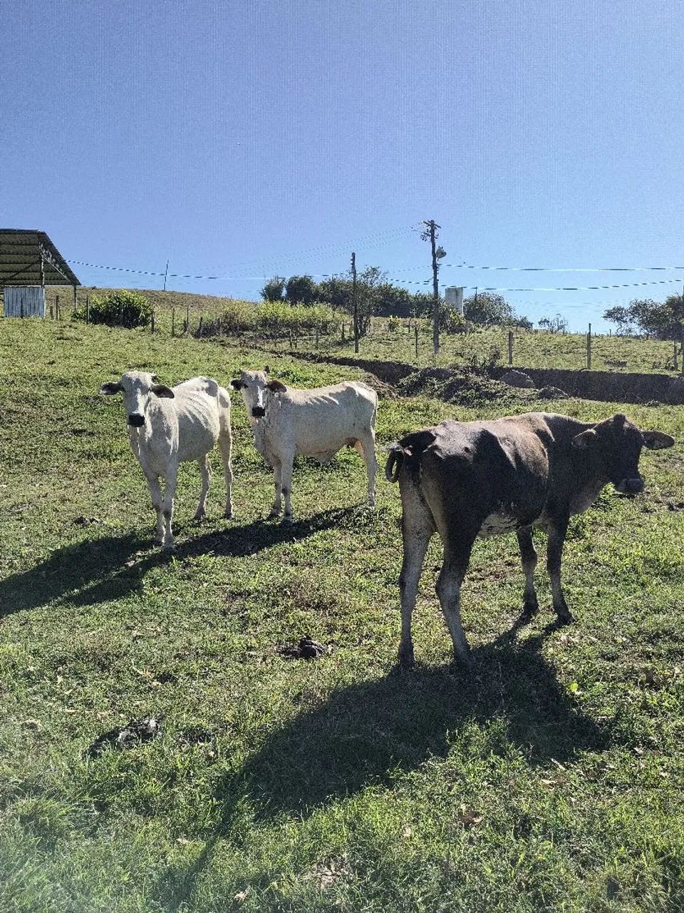 3 Vacas