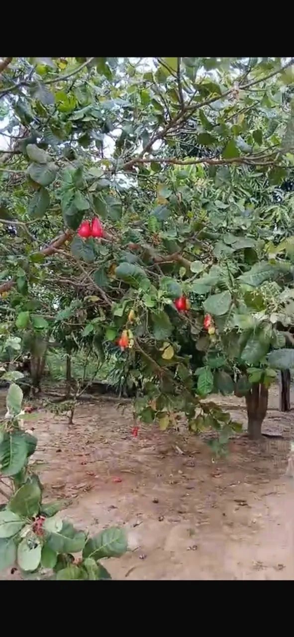 chácara a venda 