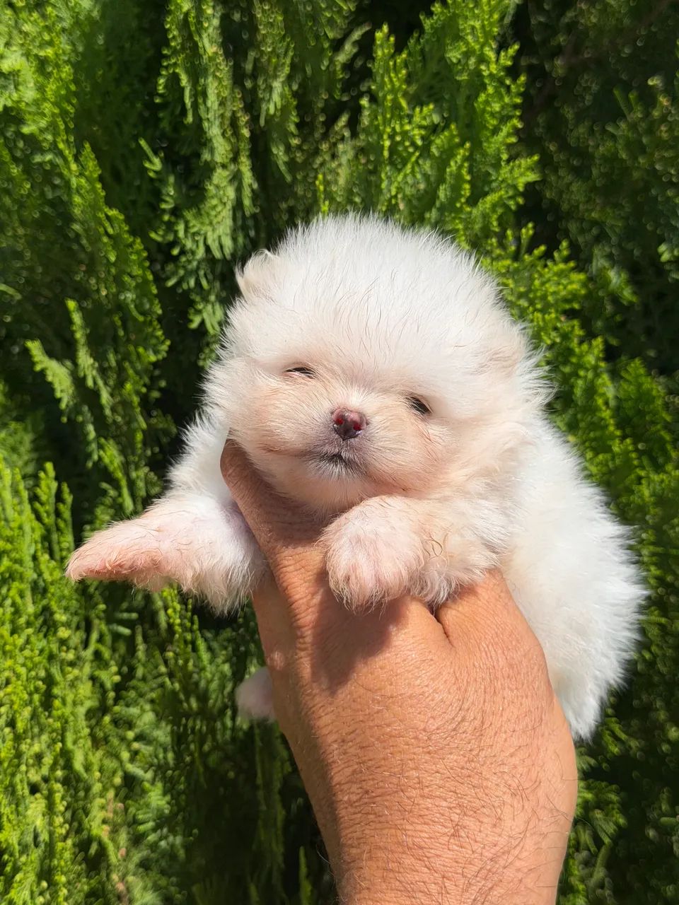 Lulu da Pomerania  - Foto 3