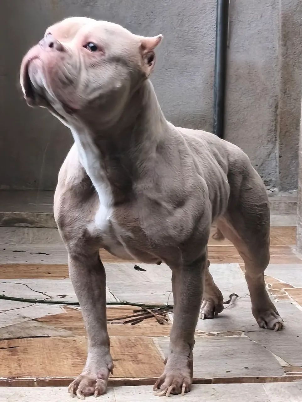 Fêmea pocket bully linda 