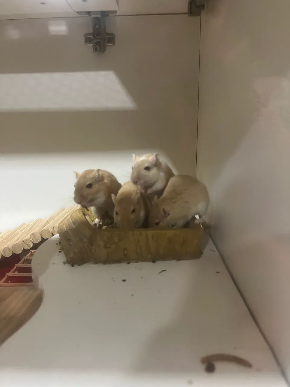 Vendo 4 Gerbos Fêmeas. (esquilo da Mongólia) 