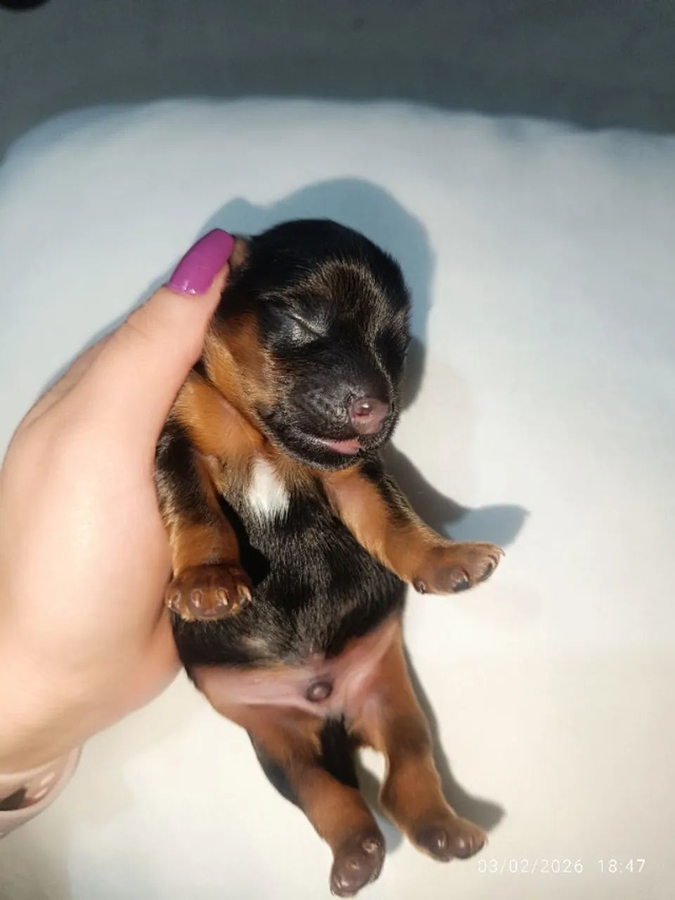 Yorkshires recém nascidos - Foto 6