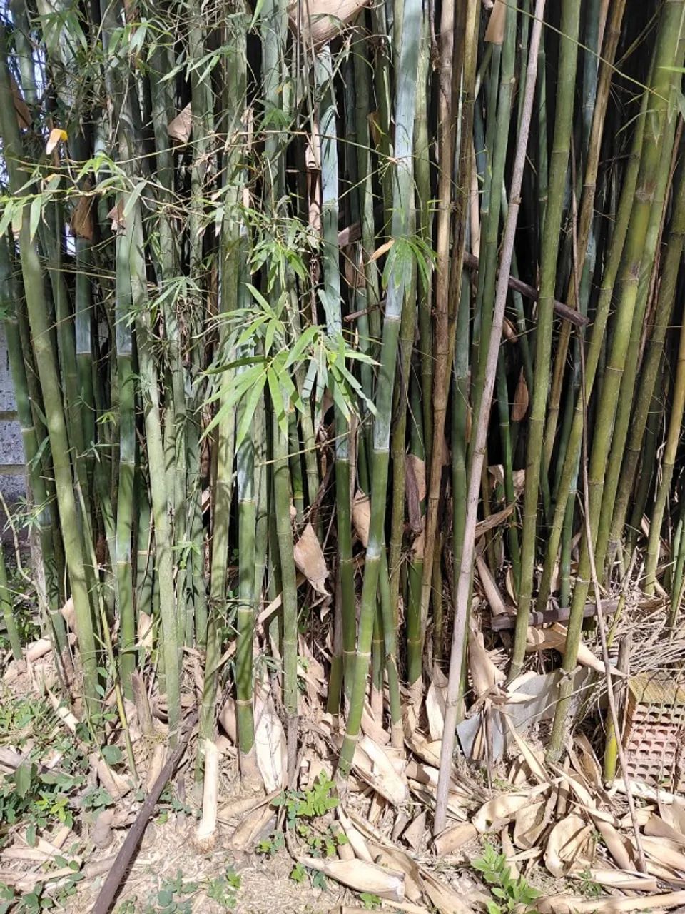 BAMBU - VARAS DE BAMBU VERDE GIGANTE - Foto 3