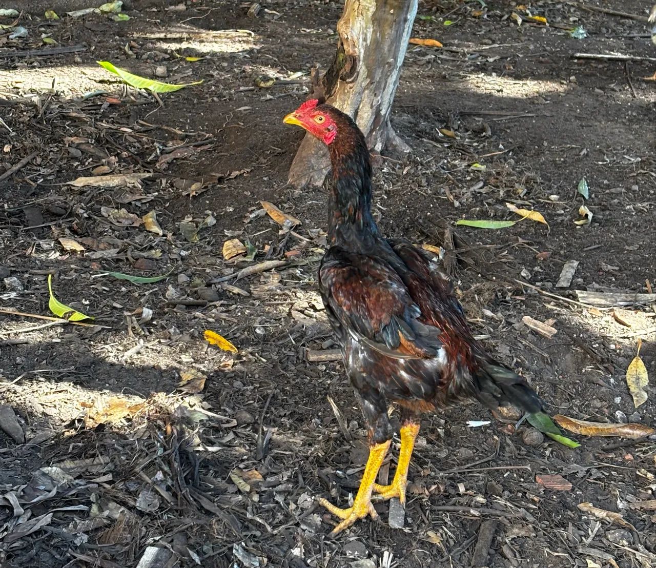 Frango índio 