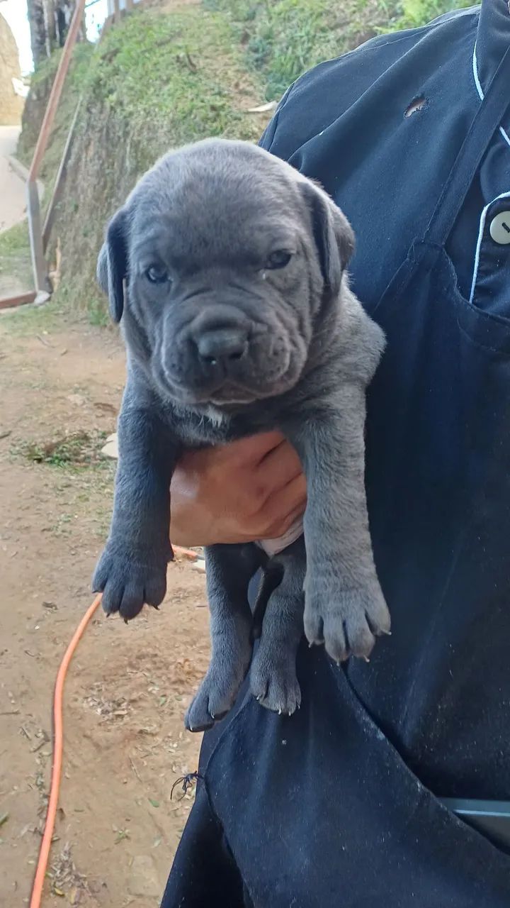 Filhote raça cane corso - Foto 2