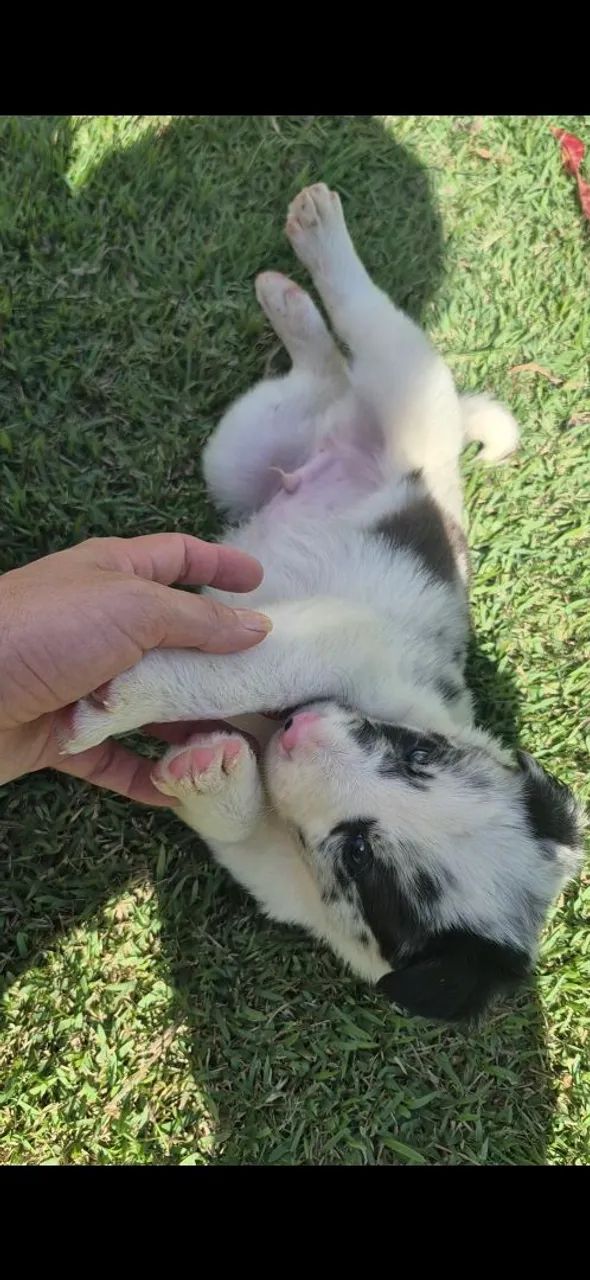 Borde collie  - Foto 2