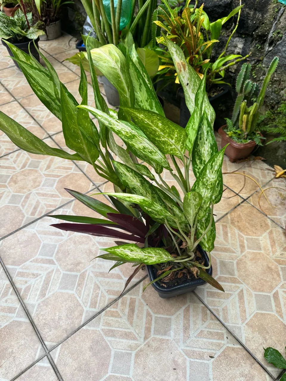 Planta comigo ninguém pode - Foto 3