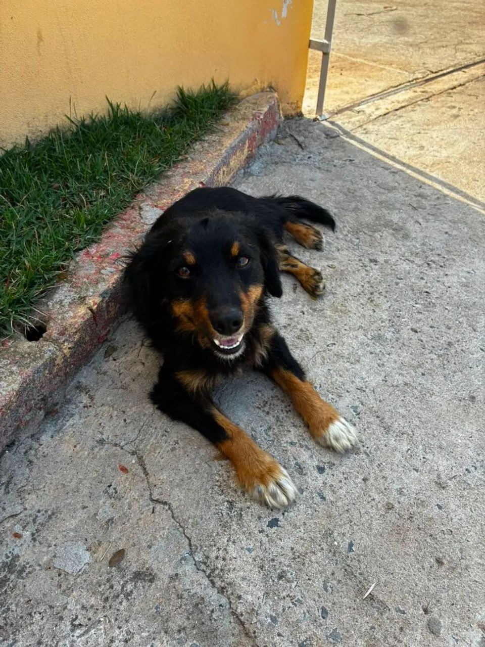 Cachorros - Foto 4