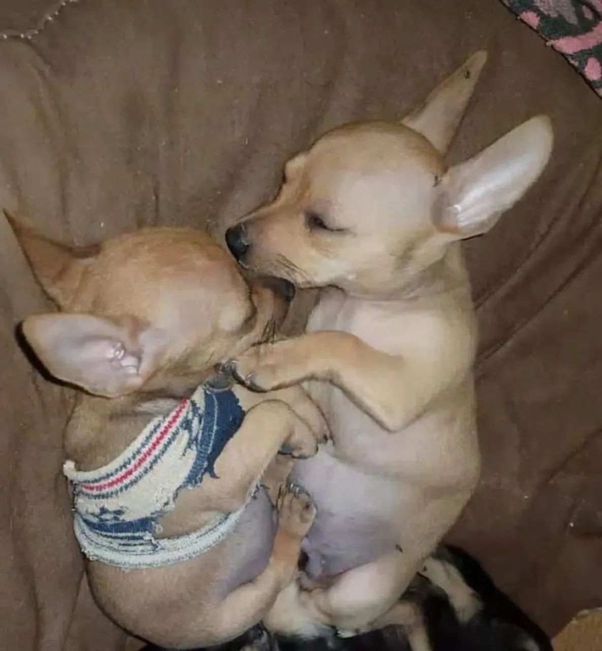 Cachorro pinscher n°1