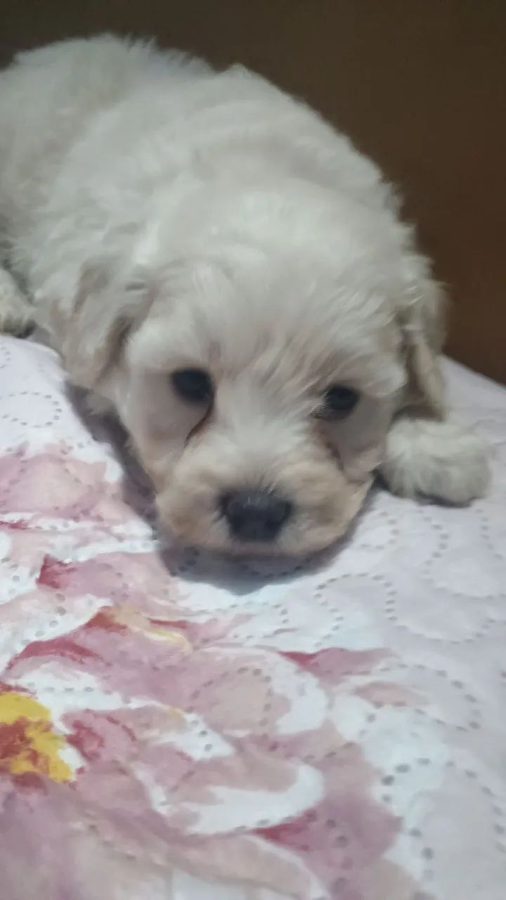 Vendo poodle macho toy - Foto 2