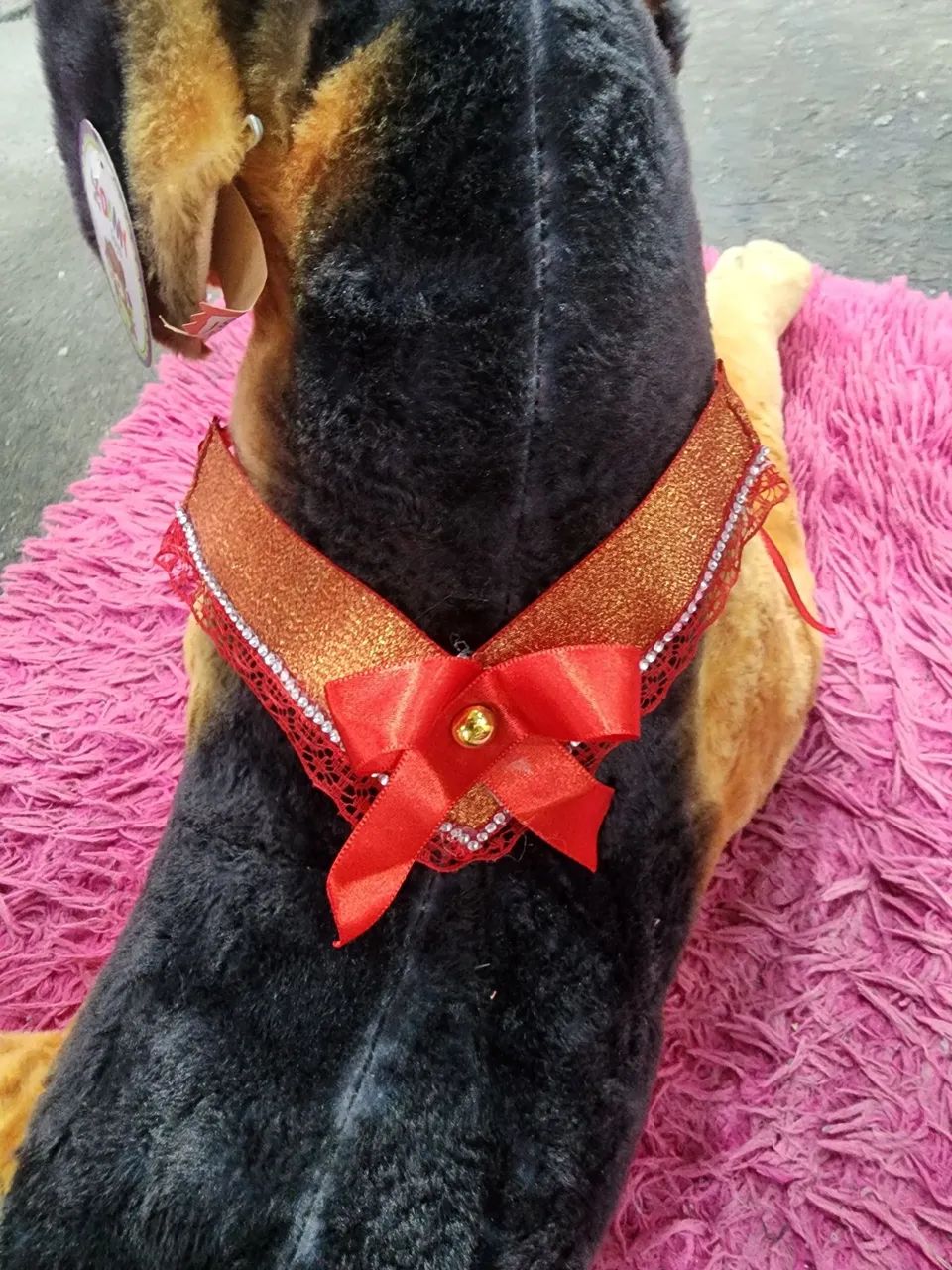Pet - Foto 5