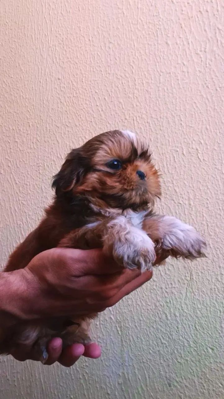 ShihTzu 