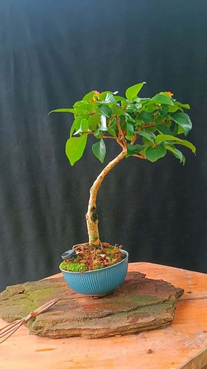 Bonsai de Pitanga! - Foto 4