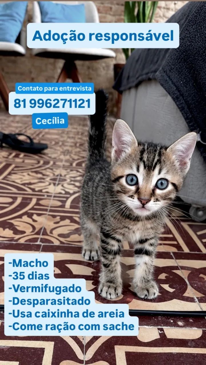 Adoção responsável  - Foto 5